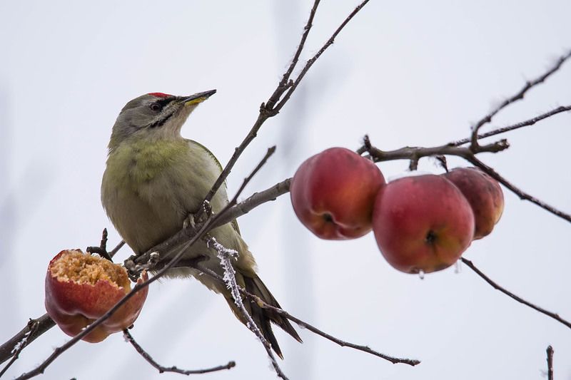 Zielonosiwy.photo preview