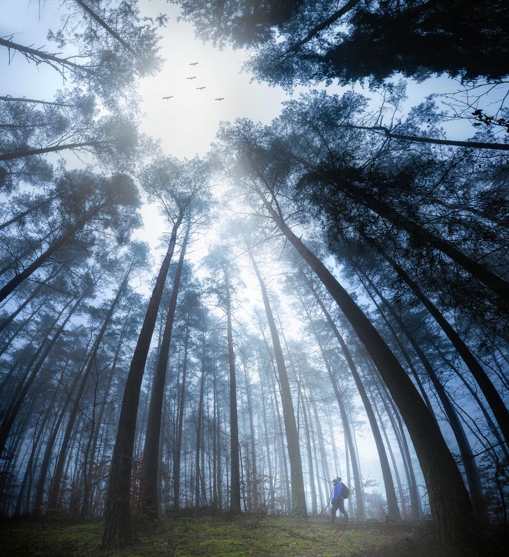spring, forest, fineart, cranes, birds, landscape, poland, fog , foggy ,man , silhouette, backpacker Spring is comingphoto preview