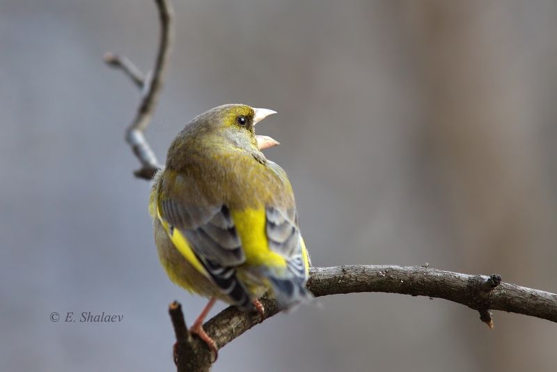 birds,carduelis chloris,european greenfinch,обыкновенная зеленушка,птица,птицы,фотоохота \