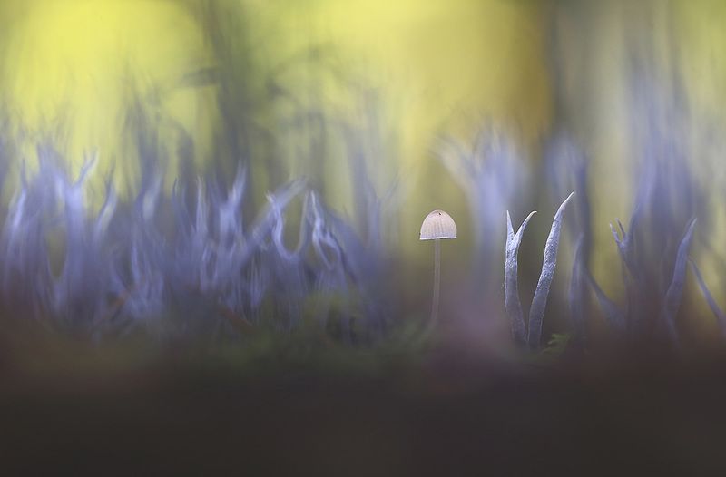 Грибы,лес,осень,цвет, свет,мох. Страшно аж Жуть.photo preview