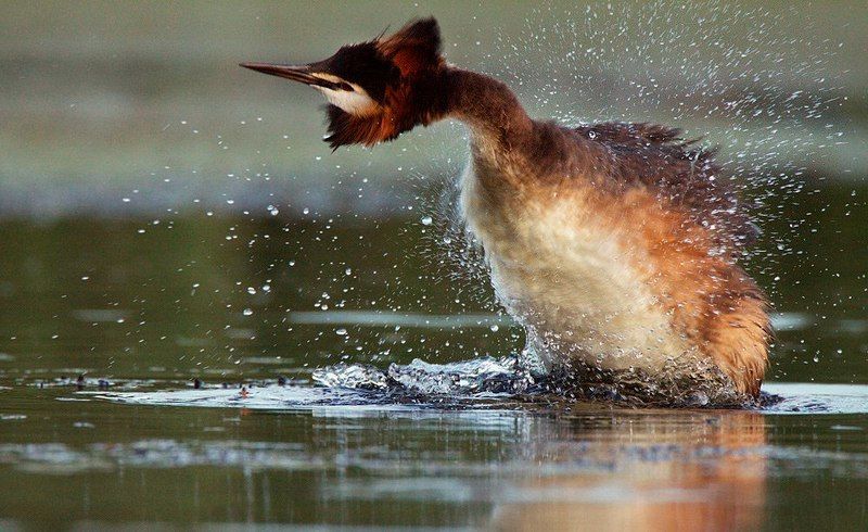 Чомгаphoto preview