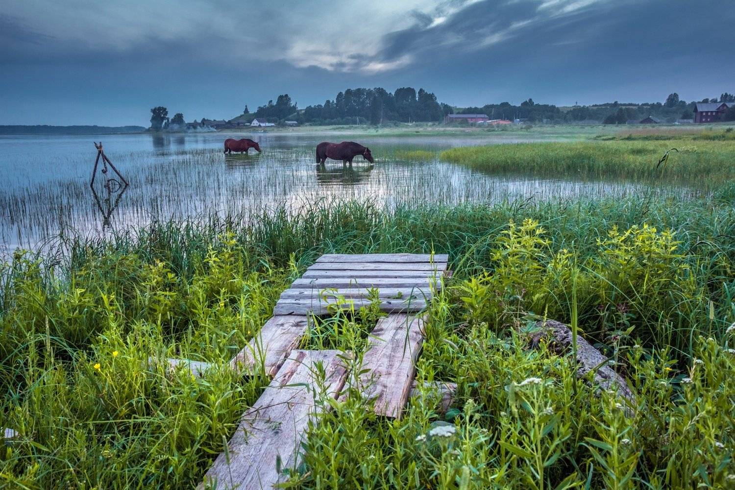 Озёрные кони. Автор: Алексей Мараховец Кенозерье, Кенозеро, Русский Север, Алексей Мараховец
