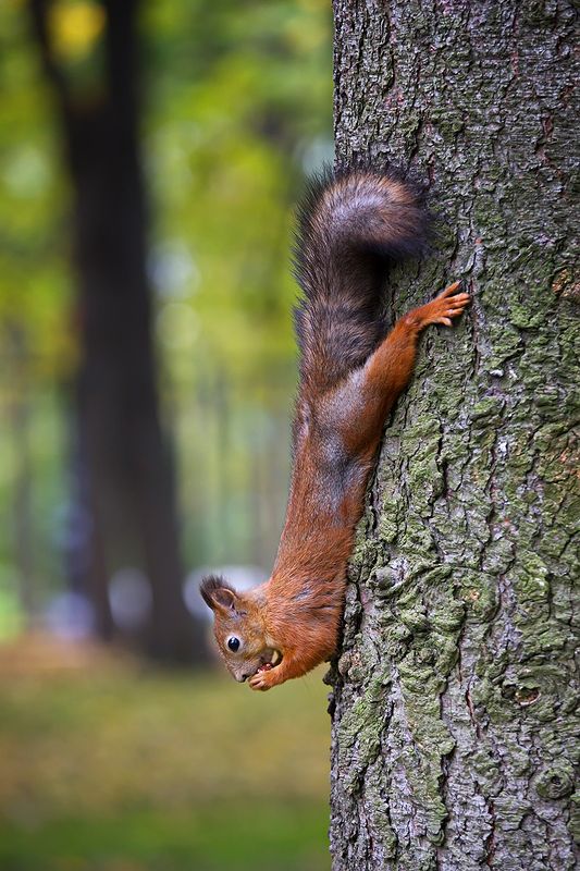 белка, животные, природа Про белкуphoto preview