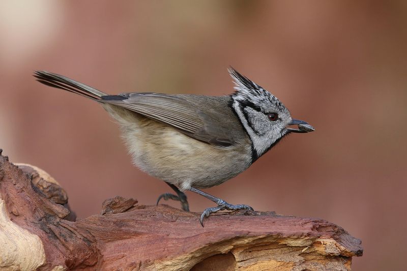 хохлатая синица, поползень, большая синица, crested tit, lophophanes cristatus, nuthatch, sitta europaea, great tit, parus major, Семечки отборные, базарные.photo preview