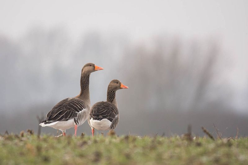 Wiosenne gęgawy.photo preview
