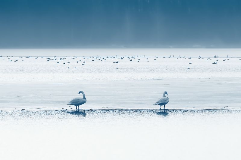 Trójpodziałphoto preview