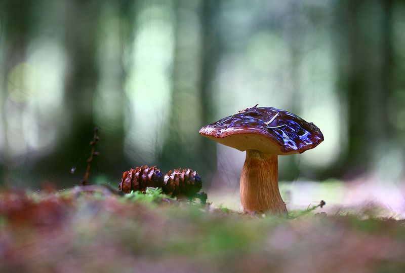 Гриб, коричневый, одиночный, толстый, ноги, молодой, растение, макрос, трава, мох, почва, зеленый, желтый, листья, ветви, осень, лес,  природа,иглы, В темном лесу между елок.photo preview