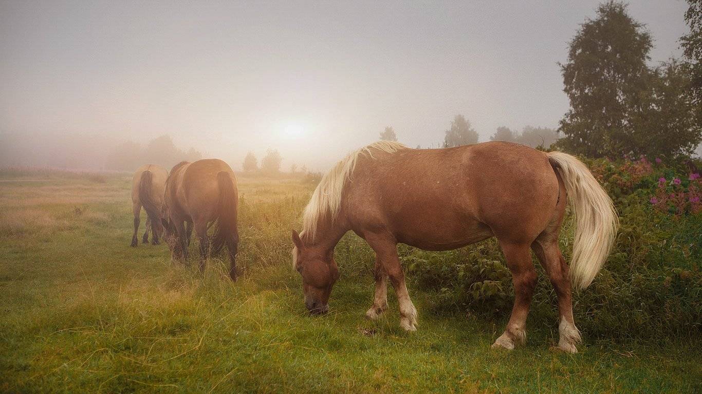 Деревенская жизнь. Автор: Игорь Триер север,природа,лес,деревня,зима,краски,печора,коми,красота́ ,снег,north,nature,forest,winter,paint,pechora,komi republic,beauty ,snow, Игорь Триер