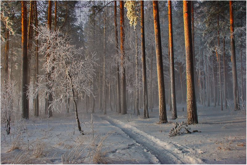 В сосновом бору...photo preview