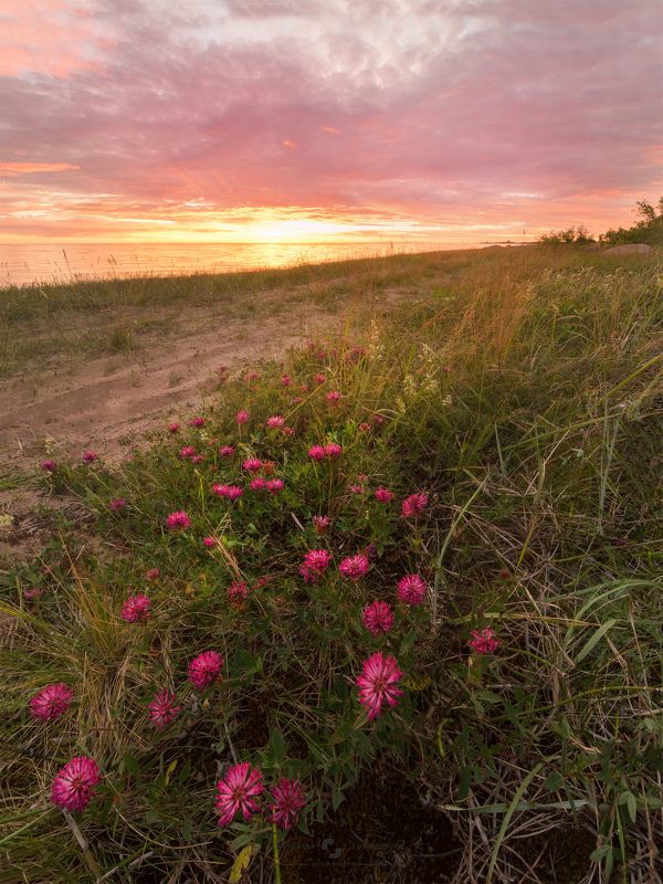 Красный клевер и огненный закат Чудского озераphoto preview