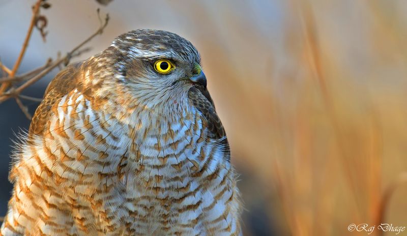 nikon 1/640s, f/5.6, ISO 1,000, -0.7Ev Mode: M, Meter: Spot, No Flash, Auto WB Focal: 850mm, NIKON D850, 600.mm f/4photo preview