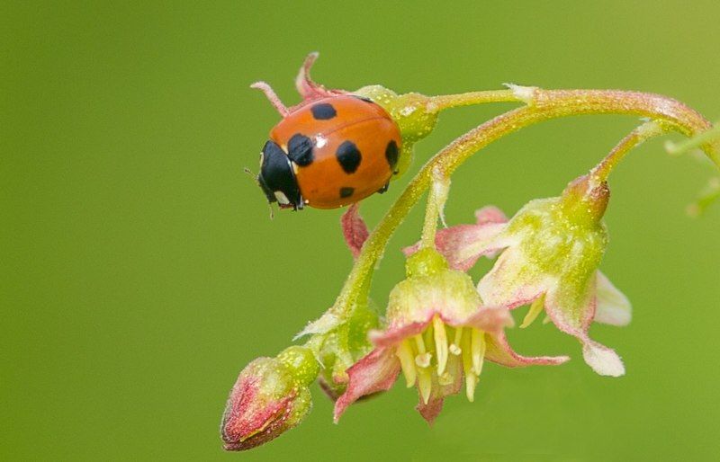 божья коровка,насекомые,лето,осень,макро,краски,печора,коми,север,природа Насекомыши фото превью