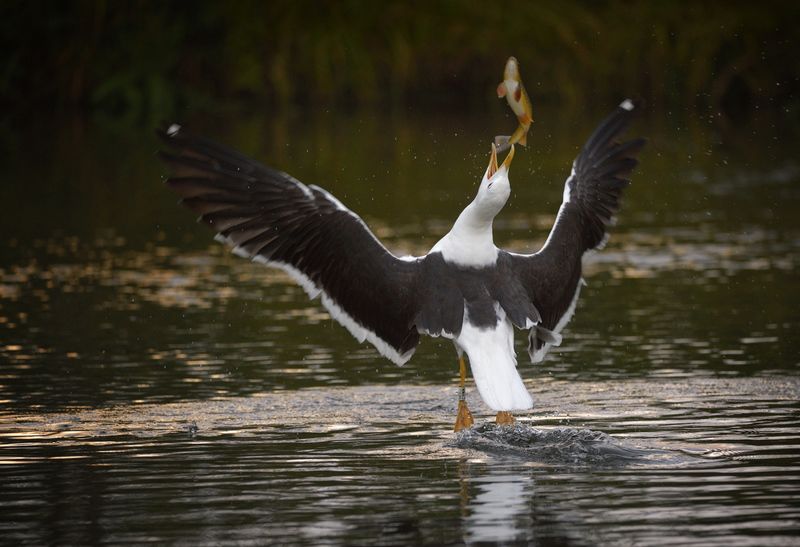 охота на летающих рыбphoto preview