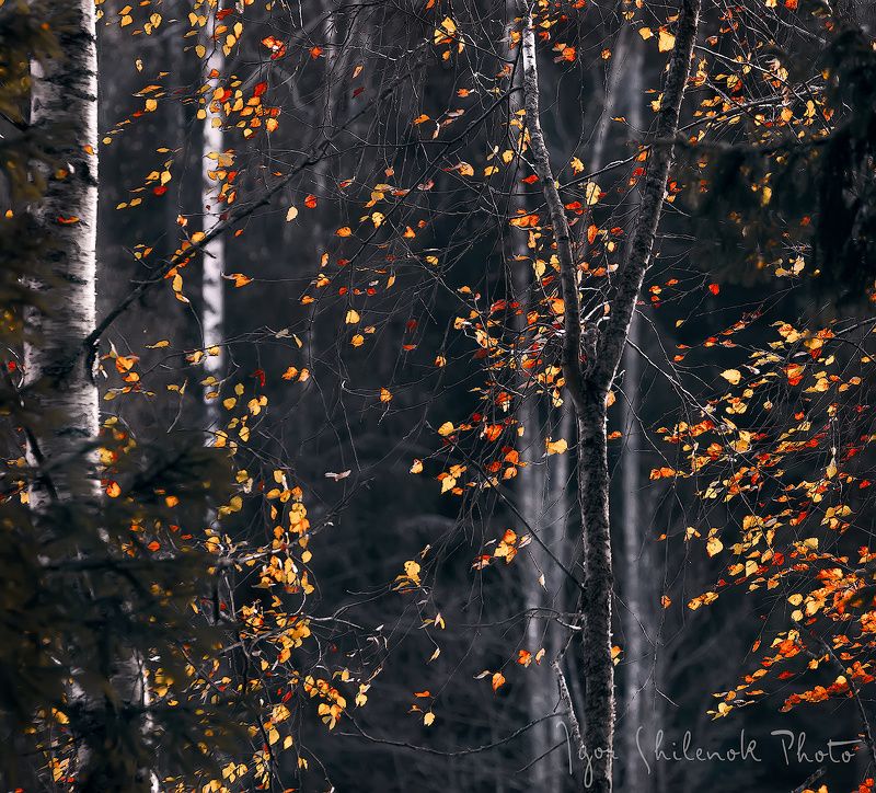 Разбросала осень краскиphoto preview