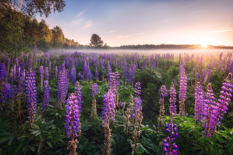 poland podlasie sky woods flowers lupine sunrise birch trees summer Lupine sunrise...photo preview