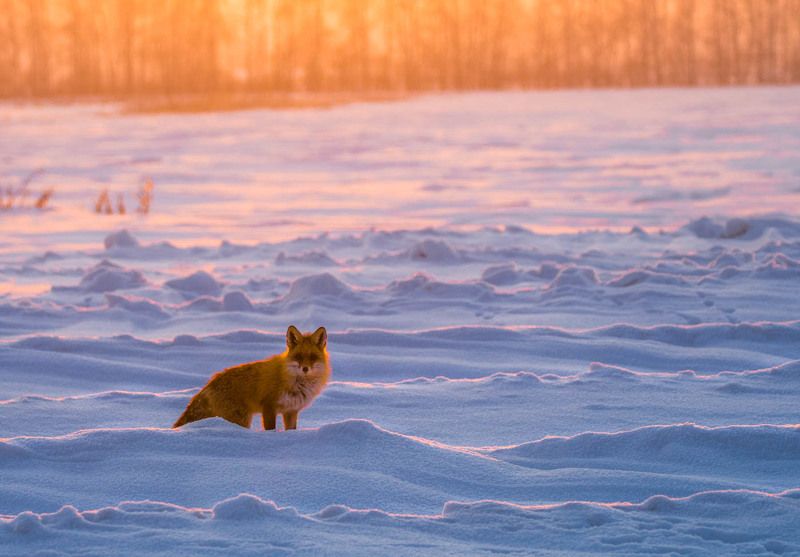 Сибирь, 2018, лиса, животные, снег, зима Лисастепьphoto preview