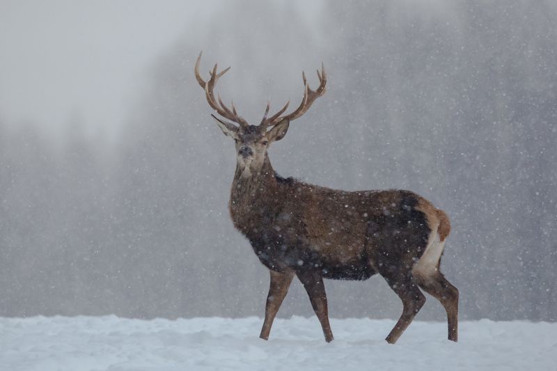 В снегопад.photo preview
