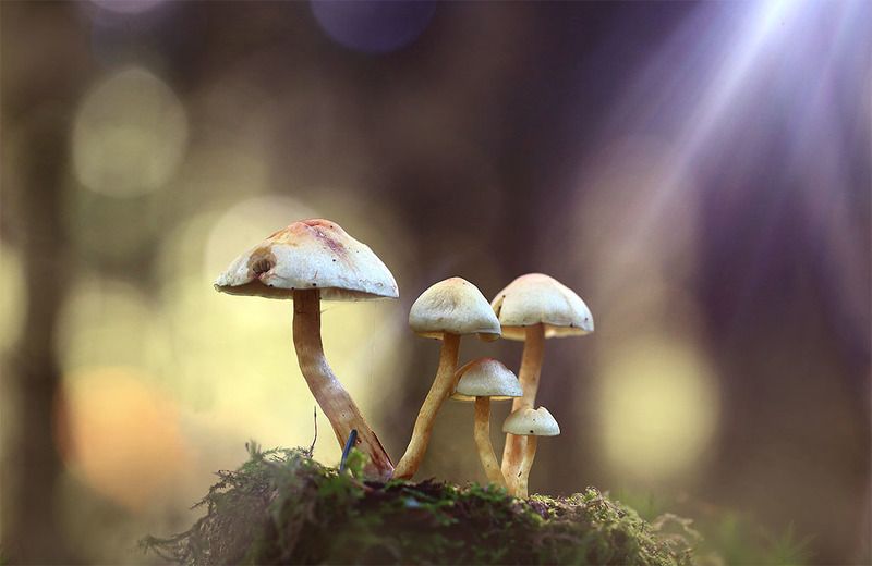 Грибы,лес,осень,солнце,свет,луч. В лучах софитов.photo preview