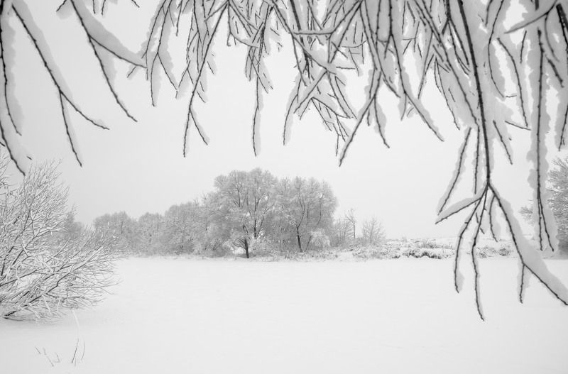 чб, чёрно-белое фото, зимний пейзаж, зимняя сказка, ветви, ветки, снег, москва река, николина гора, зима, январь, 2018 год, белый, графика, русская зима Русская зимаphoto preview
