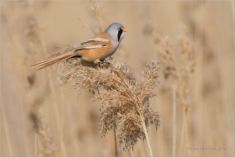 птицы, природа, синица усатая, panurus biarmicus, весна, март, 2017, краснодарский край Усатая синицаphoto preview
