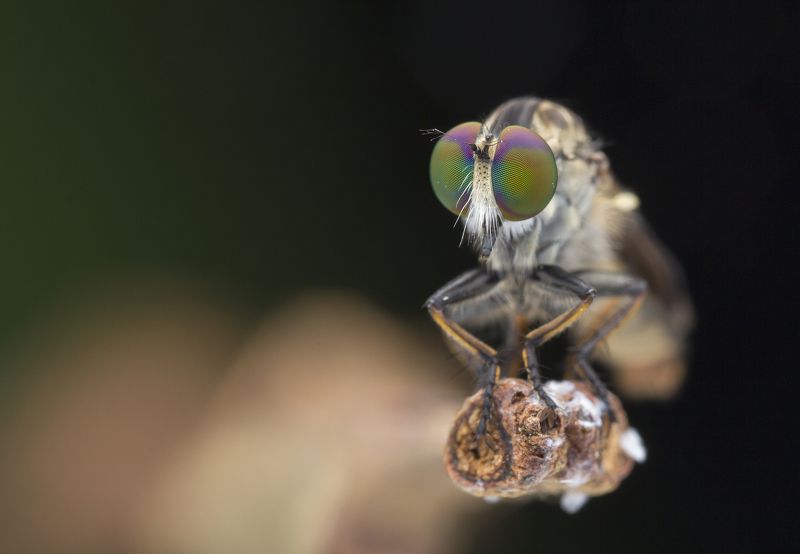 #macro#robberfly#colors Robber Fly 180206Aphoto preview