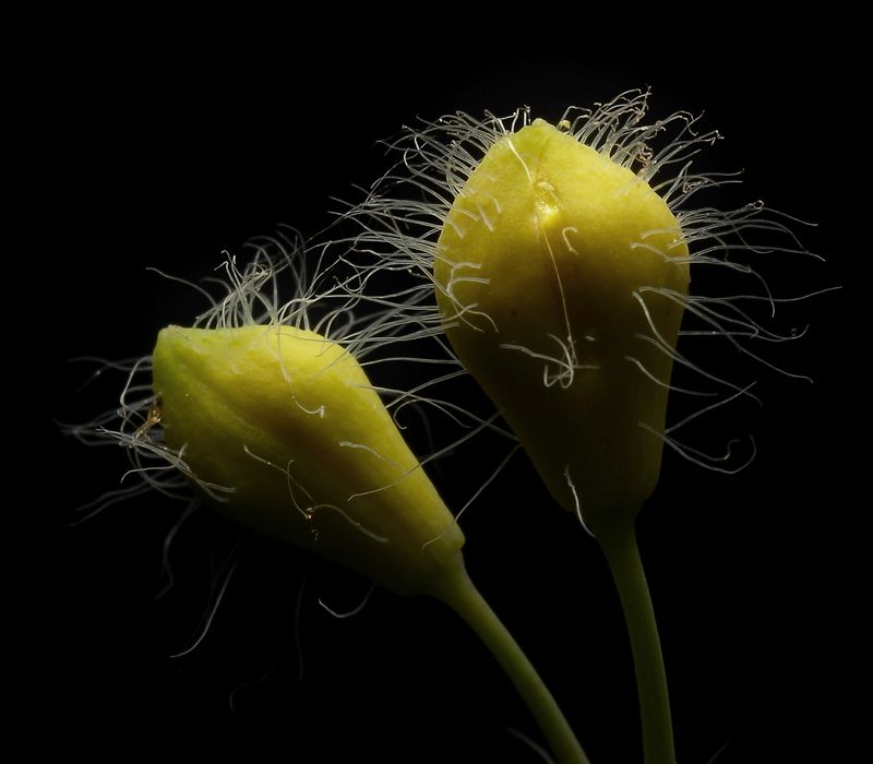 Странный цветокphoto preview