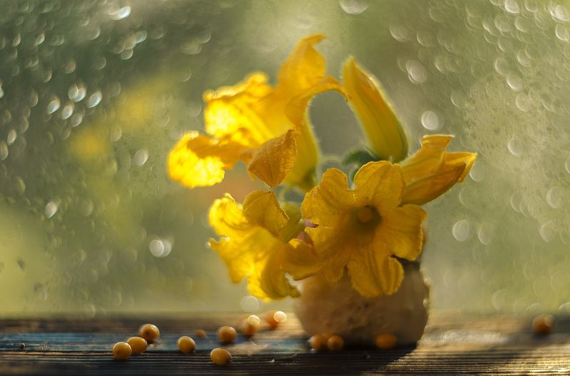 Цветы тыквы...photo preview