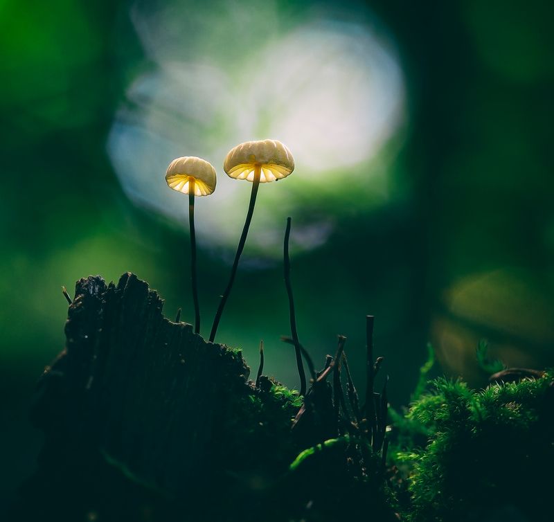 mushroom,mushrooms,nature,forest,macro,fairy,beautiful,close up, Mushroomsphoto preview