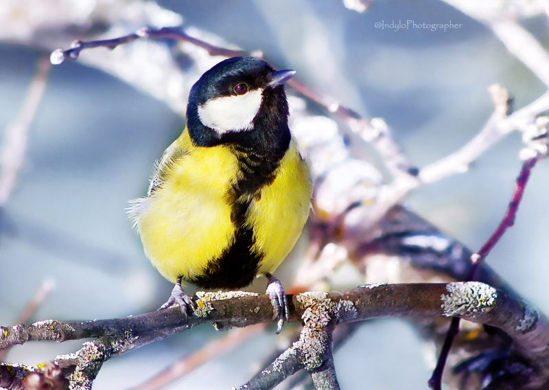 Синички...photo preview