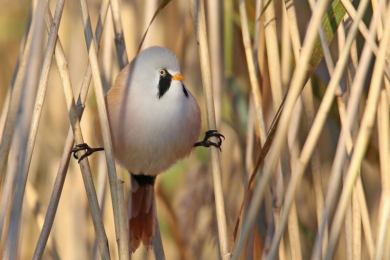 усатая, синица, самец, и, самочка, bearded tit, panurus biarmicus, bārdzīlīte, riga, latvia, Jean & Jeannephoto preview