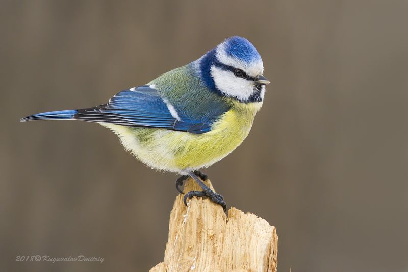 Лазоревкаphoto preview