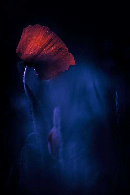 poppy, nature, summer Shadows in the summerphoto preview