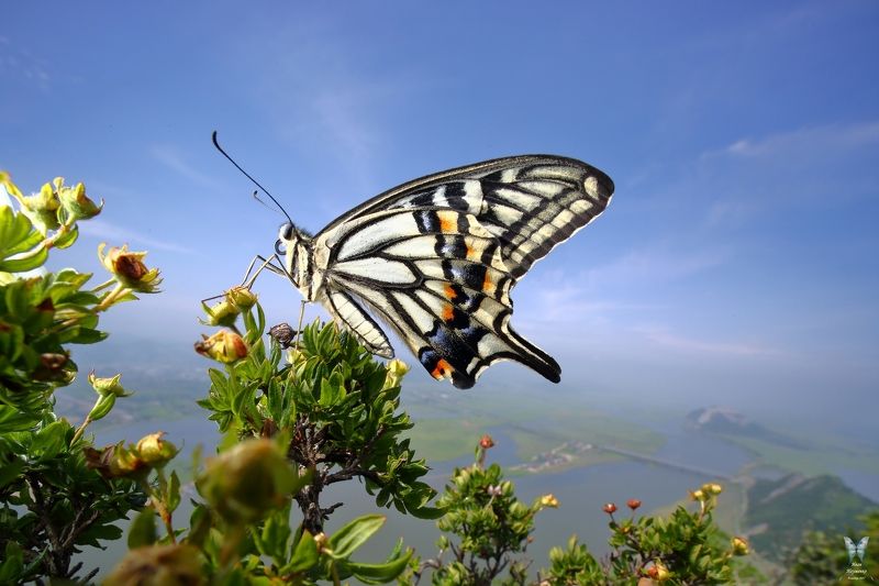 парусник ксут. Высокогорный Абелискphoto preview
