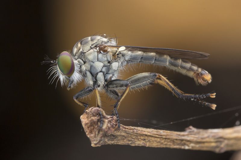 #macro#robberfly#colors Robber Fly 180207Aphoto preview