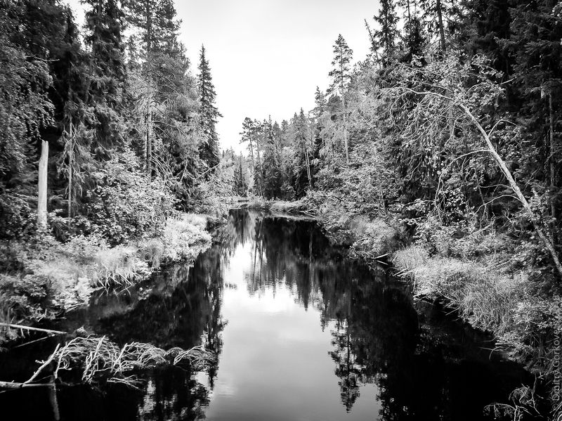 #PhotoByDmitryGorkovets #stream #forest #bridge #russia #karelia Unknown stream. Неизвестный ручей. Россия, Карелия.photo preview