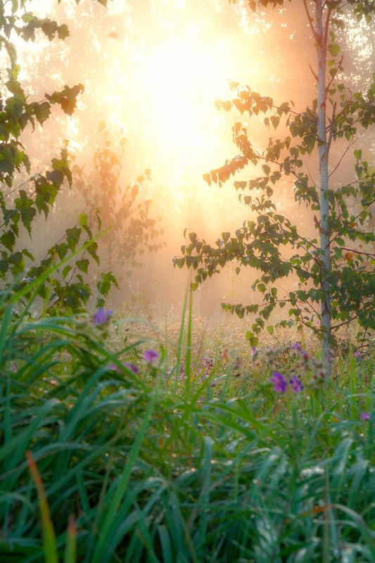 Август. Шаги по росеphoto preview