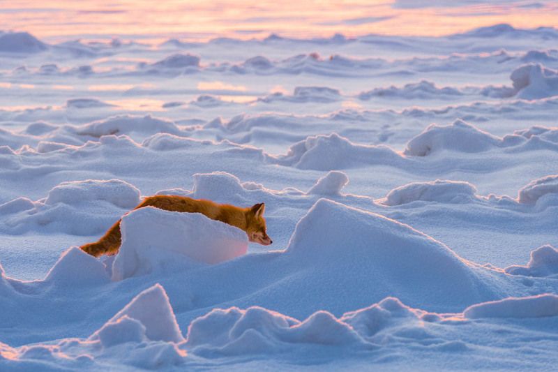 лиса, снег, Сибирь, 2018, зима Лиса и снегphoto preview