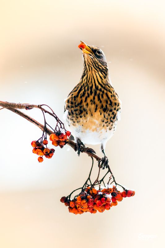 animals, berries, bird, breakfast, eating, fieldfare, kharkiv, show, sorbus, turdus pilaris, ukraine, winter, дрозд-рябинник, зима, ягода, завтрак, животные, природа, птицы С ягодойphoto preview