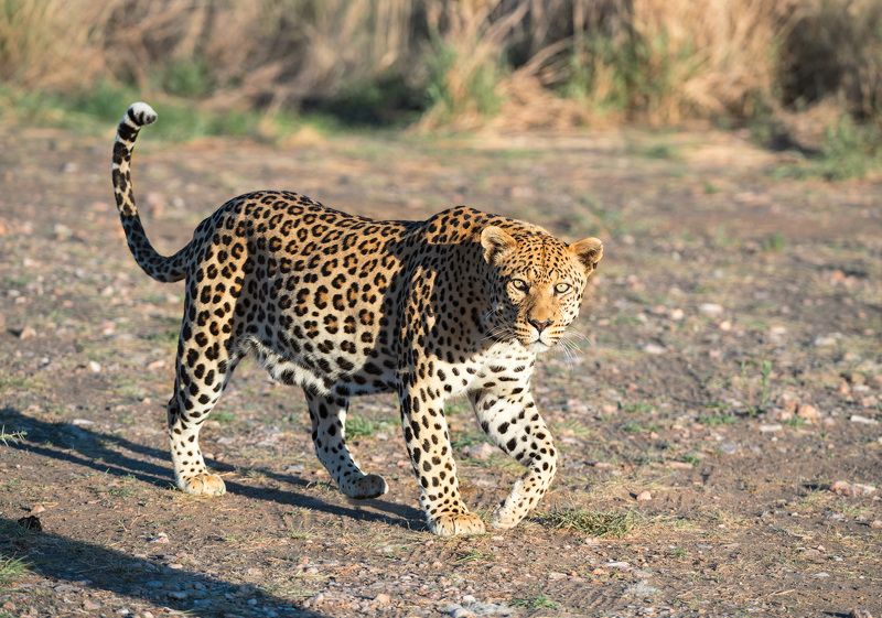 Кошка по-африканскиphoto preview