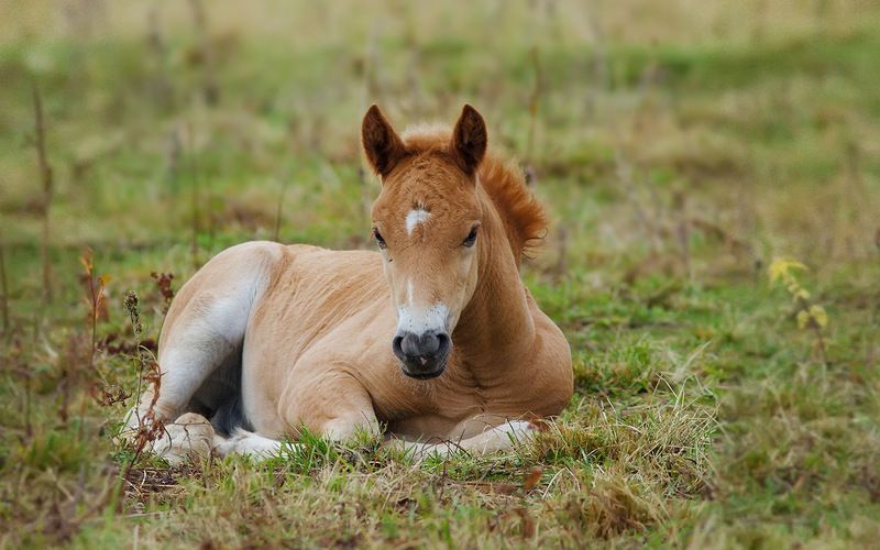 север,жеребёнок,лошадь,природа,деревня,краски,печора,коми, north,nature,village,paint,pechora,komi republic Малыш отдыхаетphoto preview