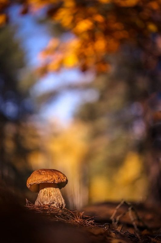 Щедрая осеньphoto preview