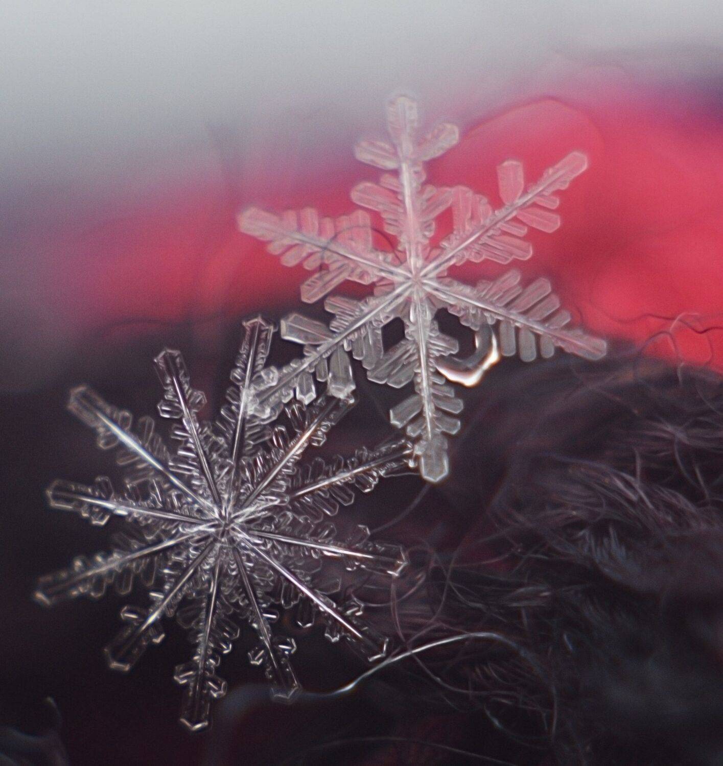 , Лапшина Владлена