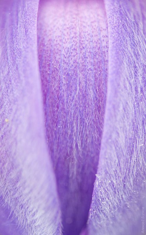 бутон, цветок, сон-трава, прострел, весна Несколько линийphoto preview