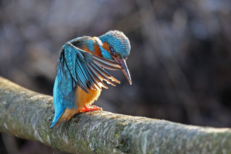 freddy, common kingfisher, alcedo atthis, зимородок, обыкновенный, голубой, zivju dzenītis, riga, latvia, Где-то на улице Вязов...photo preview