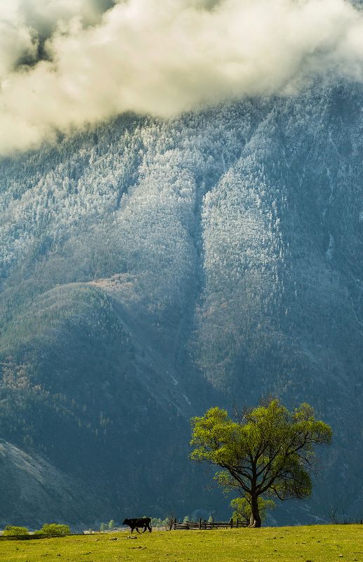 корова с любимым деревомphoto preview