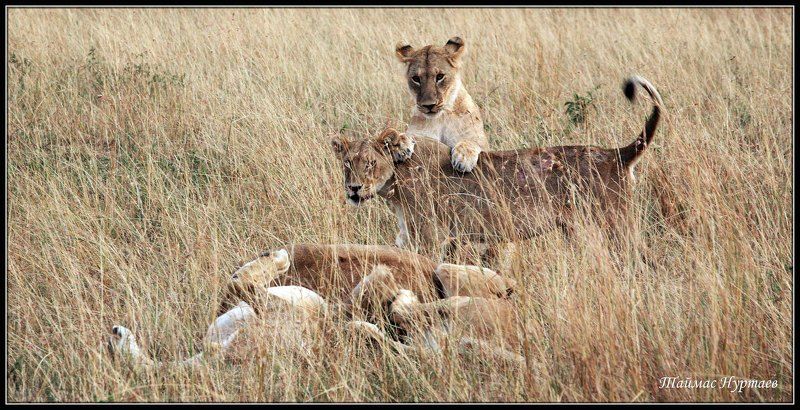 мара МАСАИ- МАРА   ПОДРАСТКОВЫЕ ЗАБАВЫphoto preview