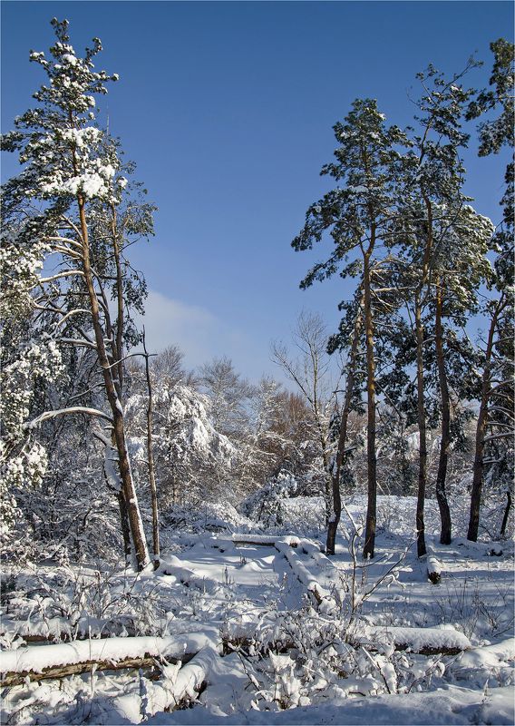 зима. снег, лес, мороз, солнце Мороз и солнце - сказочный денёк!photo preview