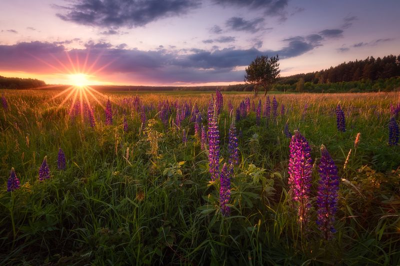 poland podlasie sky clouds woods flowers lupine sunset trees sunstar Fairytales from Poland...photo preview