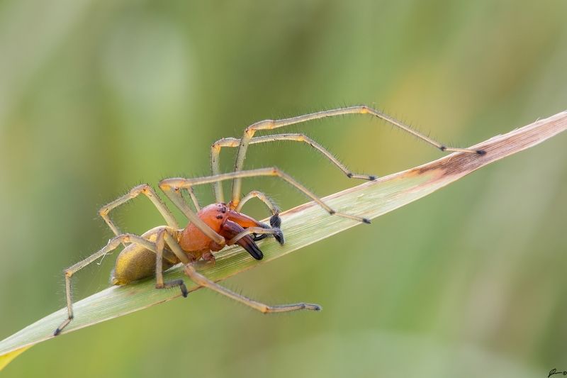 macro, makro, spider, wild, wildlife, nature Cheiracanthium punctoriumphoto preview