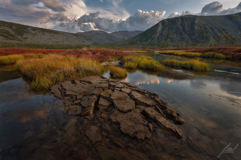 Золотая черепахаphoto preview